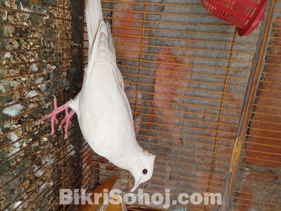 চুইটাল ঘুঘু সেল হবে